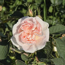 Rose Water Face Mist