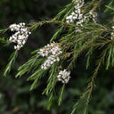 Tea Tree Essential Oil