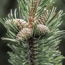 Cedarwood Essential Oil