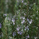 Rosemary Essential Oil