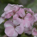 Geranium Essential Oil