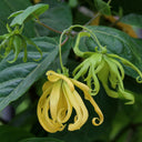 Ylang Ylang Essential Oil