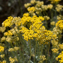 Helichrysum Essential Oil