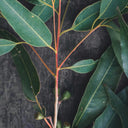 Eucalyptus Essential Oil