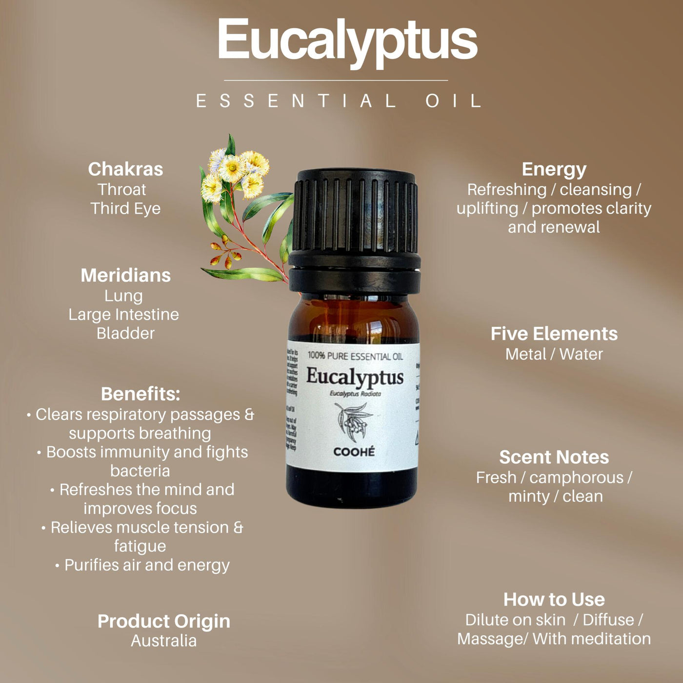 Eucalyptus æterisk Olie