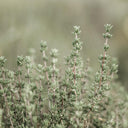 Thyme Essential Oil