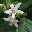 Neroli Essential Oil