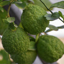 Bergamot Essential Oil