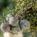 Cypress Essential Oil