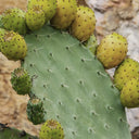 Cactus Seed Oil