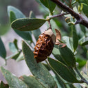 Jojoba Oil
