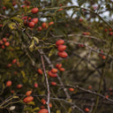 Rosehip Oil