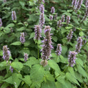 Patchouli Essential Oil