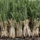 Vetiver Essential Oil