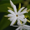 Jasmine Essential Oil