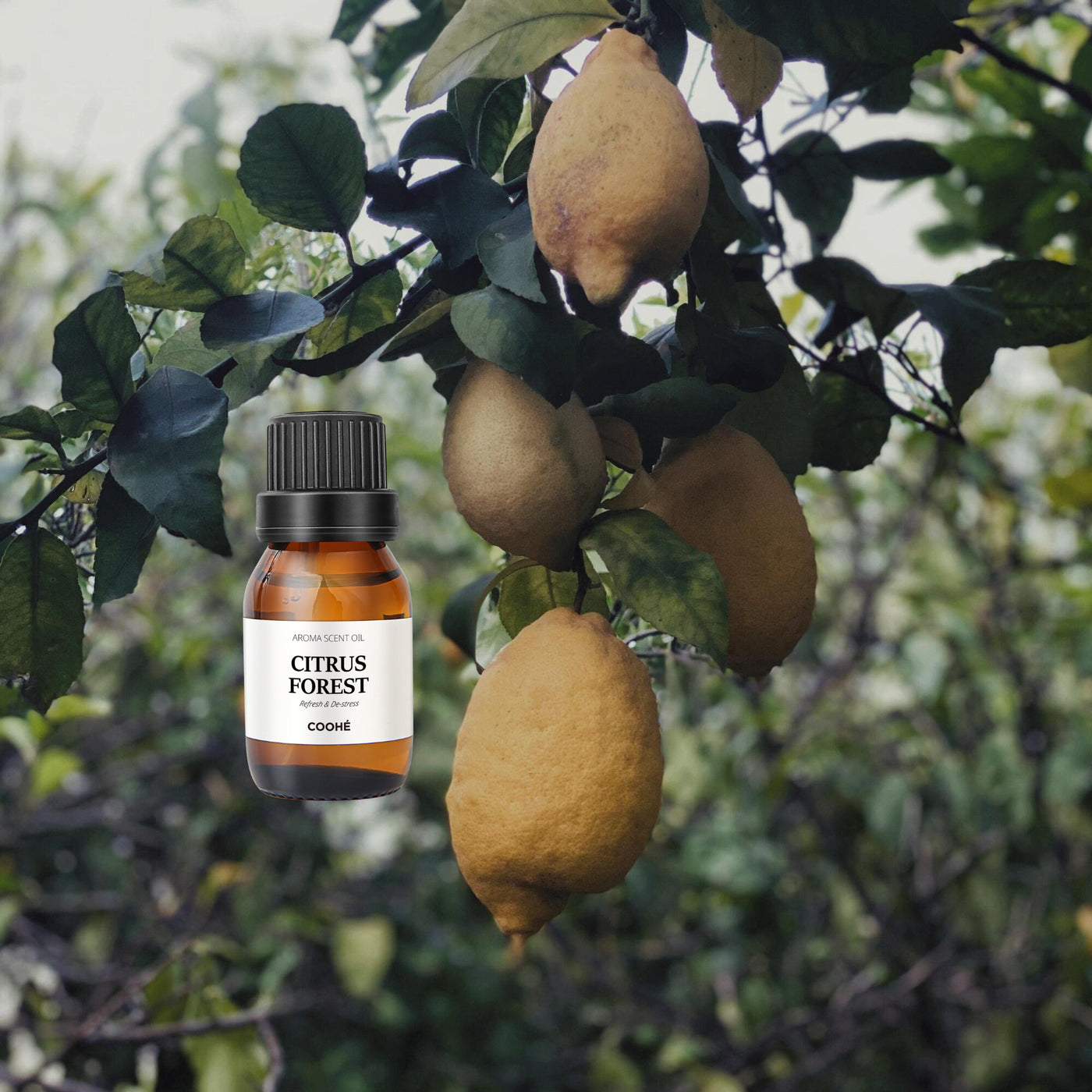 Duftolier 16 Varianter