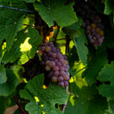 Grape Seed Oil