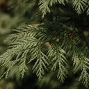 Cedar/ Hvid Salvie Smudge Stick