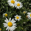 Chamomile Water Face Mist