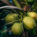 Coconut Oil (Fractionated)