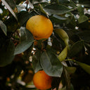 Grapefruit Essential Oil