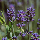 Lavender True Essential Oil
