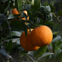 Sweet Orange Essential Oil